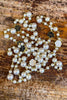 Double Layer Chain Necklace - White/Black Gold